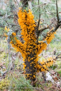 Orapihlajankatajaruoste, Gymnosporangium clavariiforme toukokuun lopulla Espoon saaristossa.